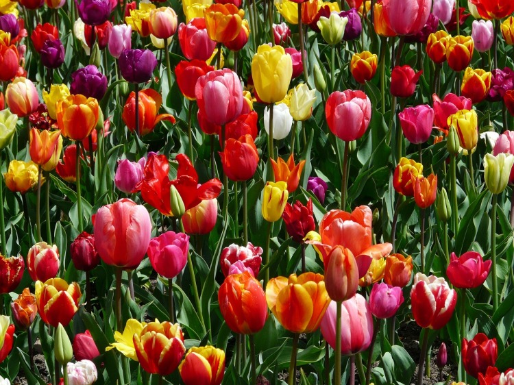 tulips-47399_1280.jpg
