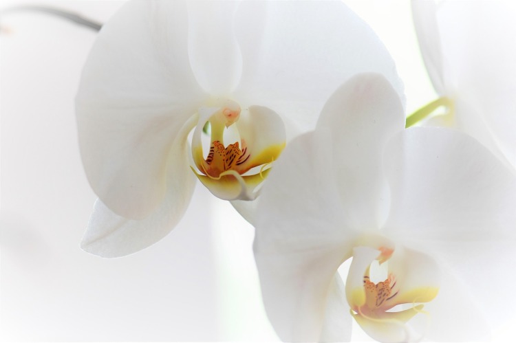 orchid-2097370_1280.jpg